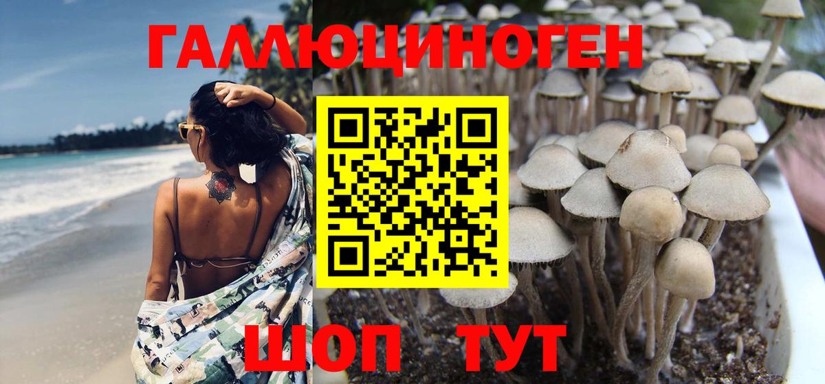 Вязьма  Псилоцибиновые грибы MAGIC MUSHROOMS  Вход с VPN 